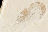 Cretaceous Fossil Shrimp & Fish (Davichthys) - Lebanon #74544-2